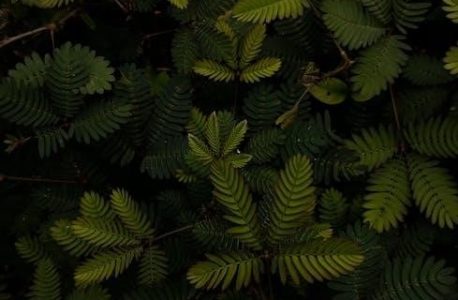 fated to the alpha jessica hall pdf free download