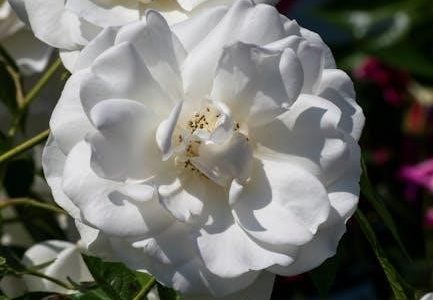 p90x workout schedule pdf